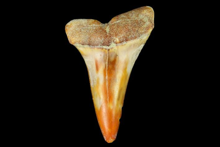 Colorful Mako/White Shark Tooth Fossil - Sharktooth Hill, CA #122709